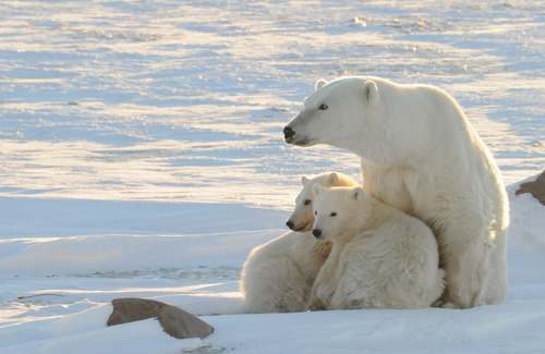 随着气候变暖，“世界北极熊之都”的北极熊数量正在减少