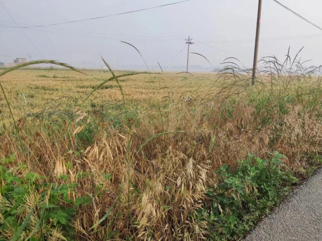 连天“烂场雨”致使小麦受到灾变，河南政府紧急拨款协助（2023河南烂场雨）
