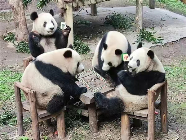 四只大熊猫凑一桌像在打麻将，果然是一方水土养一方熊猫！